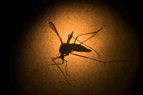 Dengue cases jump by 75%