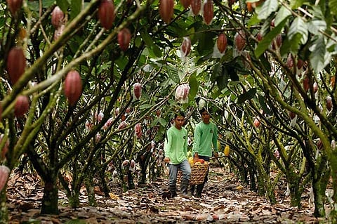 Puentespina Farms' cacao beans joins the rank of 15 other cacao growers after the Heirloom Cacao Preservation (HCP) designated it as heirloom cacao.