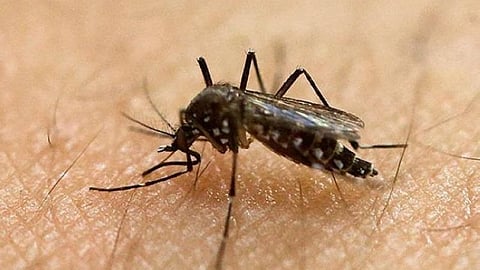 Mosquito.
