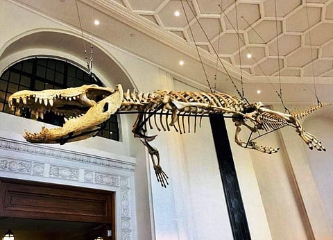 MANILA. Lolong's skeleton (Guinness World Record-holder for the largest crocodile captured) hangs from the museum ceiling. (Debb Bautista)