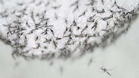 Dengue mosquitoes