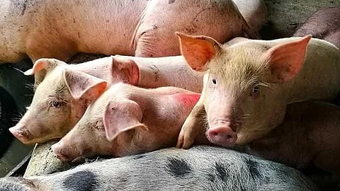 Cebu City steps up meat checks, ASF controls