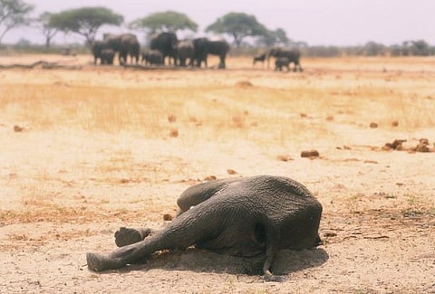 ZIMBABWE. In this photo taken Sunday, November 10, a dead elephant lays in the Hwange National Park, Zimbabwe. More than 200 elephants have died amid a severe drought, Zimbabwe's parks agency said Tuesday, November 12, and a mass relocation of animals is planned to ease congestion. (AP)