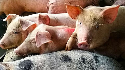 Group warns tariff cuts may hurt hog sector