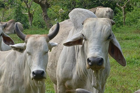 City vet to Dabawenyo farmers: Aid available for animal production