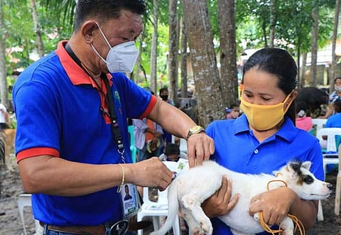 ZAMBOANGA. The Department of Agriculture (DA) conducts recently a livestock outreach program to boost the livestock industry of the region. A photo handout shows Dr. Darwin Lloyd Sulay, DA regional livestock coordinator, injects an anti-rabies to a dog during a recent outreach program in Lapuyan, Zamboanga del Sur and Liloy, Zamboanga del Norte. (SunStar Zamboanga)