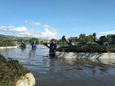BFAR 7 enlarges sea grapes culture in Carmen town