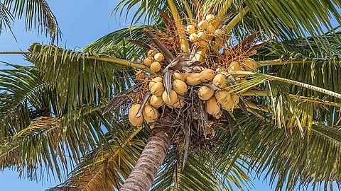 PROMISING. Dr. Jaime C. Montoya, executive director of DOST's Philippine Council for Health Research and Development, said the results of the study on virgin coconut oil (VCO) are very promising. He said not only does it show that the VCO, by itself, can destroy the virus, but it also has a key mechanism in upregulating the immune response against Covid-19. (Artem Beliaikin on Unsplash)