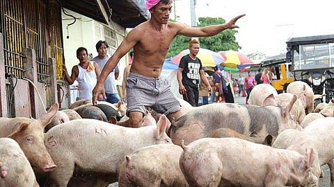 Pork tariffs eyed as hog raisers face price squeeze
