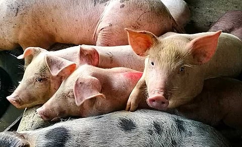 Davao farmers can now avail of ASF vaccines