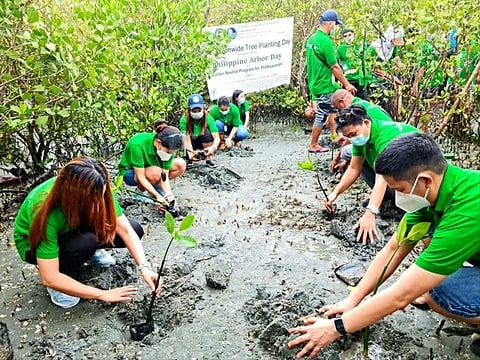 More than 4,000 mangrove propagules covering two hectares were planted in the coastal waters of Barangay Consuelo in Macabebe town to strengthen the protection of marine ecosystem and help boost the rehabilitation of Manila Bay, and as part of the celebrartion of Arbor Day and Environment Month. (Photo courtesy of DENR)