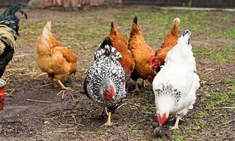 Laing poultry farm sa Asturias,
gipahunong sab ang operasyon