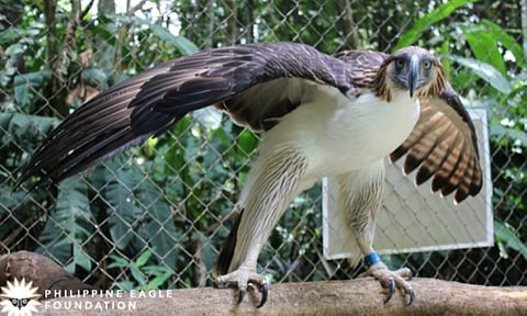 Foundation needs P56 million to transfer Eagle Center to Eden, Toril