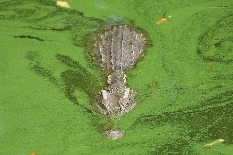 A Siamese crocodile is seen at Siracha Moda Farm in Chonburi province, eastern Thailand on Nov. 7, 2022. Crocodile farmers in Thailand are suggesting a novel approach to saving the country's dwindling number of endangered wild crocodiles. They want to relax regulations on cross-border trade of the reptiles and their parts to boost demand for products made from ones raised in captivity. (AP Photo)