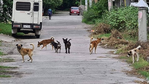PH records 89 rabies cases, deaths
