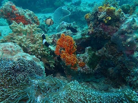 Save Paradise Reef photo