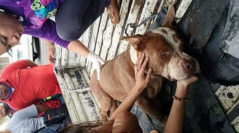 Photo by City of Talisay Veterinary Office