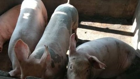 Negros hog link probed in Ginatilan ASF cases