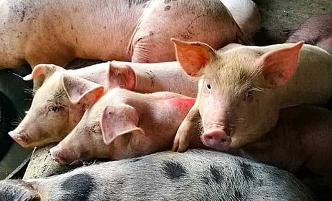 Mati enforces strict restrictions on movement of hogs, pork products