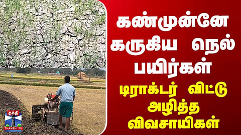 Paddy crops burnt in front of their eyes… farmers destroy them using tractors