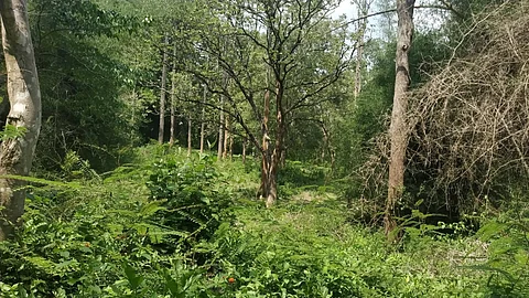 ‘ദളിതര് ഇവിടെ വേണ്ട’, ഇരുളത്തിന് പിന്നാലെ ചെതലയം മിച്ചഭൂമിയില് നിന്നും ആട്ടിയോടിക്കപ്പെട്ട് ദളിതര്