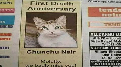 ‘എന്താ മനുഷ്യര്ക്ക് മാത്രേ നായരും മേനോനും ഒക്കെ ആകാന് പറ്റു?’; ഫേസ്ബുക്കില് വൈറലായൊരു ‘നായര്’ പൂച്ച