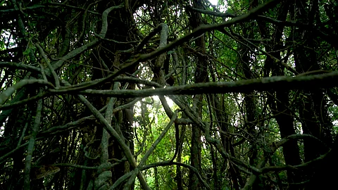 മരംമുറിച്ചാല് മുടിമുറിക്കും, മുഖ്യമന്ത്രിക്കും വൈദ്യുതമന്ത്രിക്കും അയക്കും, ശാന്തിവനം ഉടമ മീന മേനോന്, മരംമുറിക്കുമെന്ന് കെ എസ് ഇ ബി