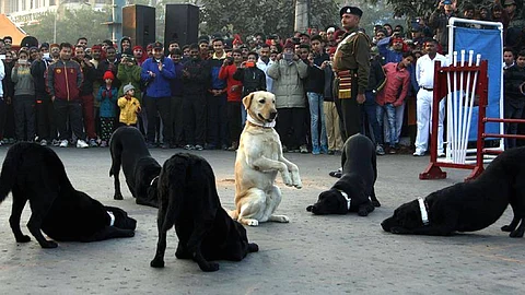 രാജ്യത്തെ സേവിച്ച ആർമി ഡോഗ്സ്, ഇവർക്കിനി വീട് വേണം