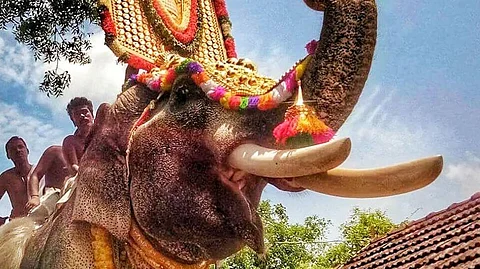 തെച്ചിക്കോട്ടുകാവ് രാമചന്ദ്രനെ എഴുന്നള്ളിപ്പിക്കുന്നത് അപകടം, കളക്ടര്ക്ക് റിപ്പോര്ട്ട് നല്കിയത് ചീഫ് വൈല്ഡ് ലൈഫ് വാര്ഡന്