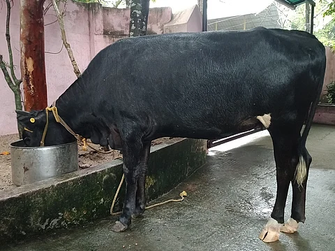 അധ്യാപകന് വാങ്ങിയ ചാണകത്തില് 5 പവന്റെ താലിമാല; രണ്ടുവര്ഷം മുന്പ് പശു വിഴുങ്ങിയതെന്ന് ഉടമ