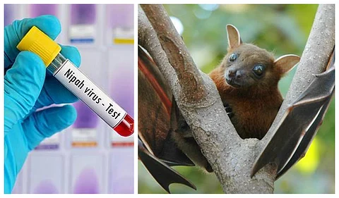 എന്താണ് നിപാ വൈറസ് ബാധ?,രോഗം പകരുന്നതെങ്ങനെ, മുന്കരുതലുകള് എന്തൊക്കെ ?