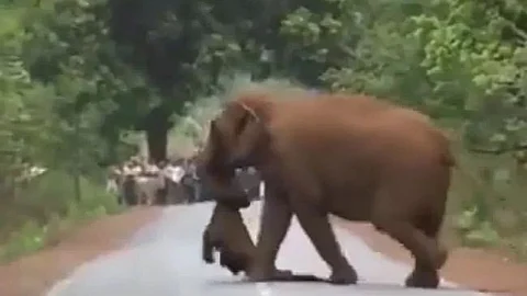 ചരിഞ്ഞ കുട്ടിയാനയ്ക്ക് ആനക്കൂട്ടത്തിന്റെ യാത്രയയപ്പ്, ‘ശവസംസ്കാര യാത്ര’ ക്യാമറയിലാക്കി ഫോറസ്റ്റ് ഉദ്യോഗസ്ഥന്