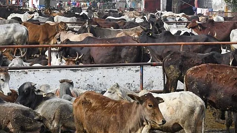 ആശുപത്രി ഗോശാലയാക്കി ; ബിഹാറില് കുരുന്നുകള് മരിച്ചുവീഴുമ്പോള് ഗുരുതര അനാസ്ഥ
