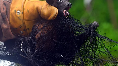 നിപ ആശങ്ക ഒഴിഞ്ഞതായി ആരോഗ്യമന്ത്രി, ജാഗ്രത തുടരും