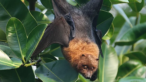 വീട്ടുമുറ്റത്ത് വവ്വാല് ചത്തുവീണതില് അങ്കലാപ്പിലായി കുടുംബം; ‘ശ്വാസം നേരെ വീണത് ആ മറുപടിയില്’