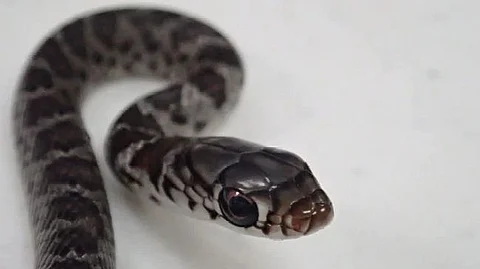 ഫ്ളോറിഡയില് നിന്ന് ഹവായിലേക്ക് പാമ്പിന്റെ വിമാനയാത്ര, ബാഗില് കടന്നുകൂടിയത് യാത്രക്കാരന് അറിഞ്ഞില്ല