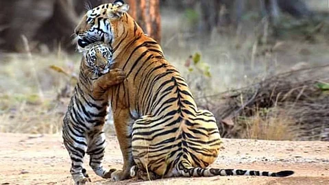 ഇന്ത്യയില് കടുവകള് കൂടി; 2967 എണ്ണമെന്ന് പുതിയ സെന്സസ് റിപ്പോര്ട്ട്