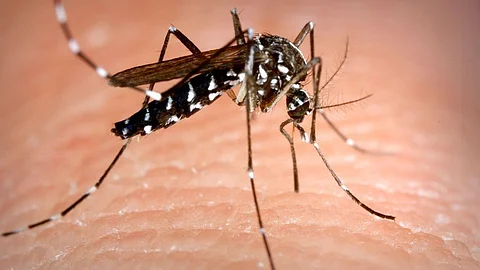 ഡെങ്കി, ചിക്കുന്ഗുനി ഭയം ഒഴിവാകും; കൊതുക് ശല്യത്തില് നിന്ന് രക്ഷപ്പെടാന് പുതിയ വഴി