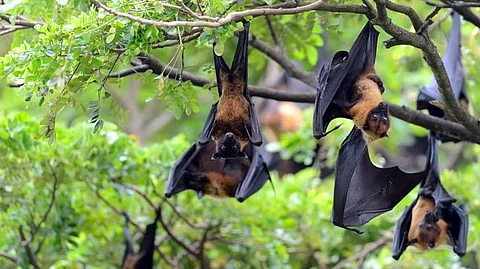 ചേര്ത്തലയില് കൂട്ടത്തോടെ ചത്തത് നിപ്പ പരത്തുന്ന വവ്വാലുകളല്ല; പരിഭ്രാന്തി വേണ്ടെന്ന് അധികൃതര്
