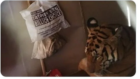 ‘കിടക്കയില് കടുവ’; അസം വെള്ളപ്പൊക്കത്തില് കാസിരംഗയില് നിന്ന് ഒഴുകിയെത്തിയ കടുവ അഭയം തേടിയത് വീടിനകത്ത്