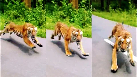 കാട്ടില് കയറി കടുവയെ പേടിക്കണോ?