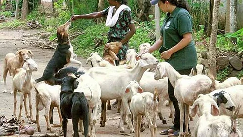 ‘വെള്ളപ്പൊക്കത്തില്’; ആട്ടിന് കുഞ്ഞുങ്ങളെ കടിച്ചെടുത്ത് ഉയര്ന്ന പ്രദേശത്തേക്ക്; നായ്ക്കള് രക്ഷിച്ചത് 47 ആടുകളെ