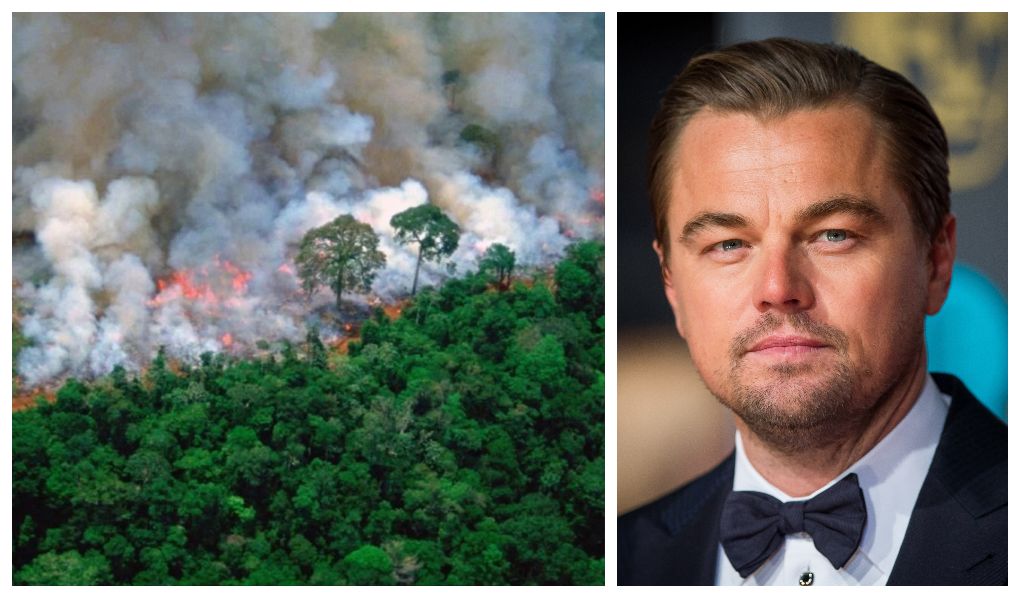 ‘ലോകത്തിന്റെ ശ്വാസകോശം കത്തിയെരിയുന്നു’ ; ആമസോണ് മഴക്കാടുകളുടെ സംരക്ഷണത്തിന് 36 കോടിയുടെ സഹായവുമായി ഡി കാപ്രിയോ