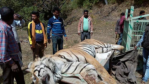അഞ്ച് വര്ഷത്തിനിടെ ചത്തത് 501 കടുവകള്; സെന്സസ് റിപ്പോര്ട്ട് ആഘോഷങ്ങള്ക്കിടെ മറച്ചുവെച്ചത് ഞെട്ടിക്കുന്ന കണക്കുകള്