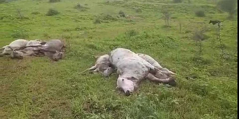 ബിജെപി നേതാവിന്റെ ഗോശാലയിലെ പശുക്കള് കൂട്ടത്തോടെ ചത്ത നിലയില്