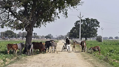 ‘ഒരു ബാങ്കും ലോണ് തരുന്നില്ല’; കിഡ്നി വില്ക്കാനൊരുങ്ങി ‘പ്രധാനമന്ത്രി കൗശല് വികാസ് യോജന’ ചെയ്ത ക്ഷീരകര്ഷകന്