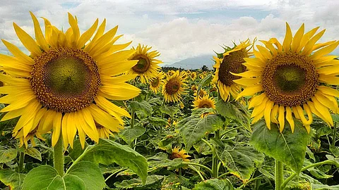 സൂര്യന്റെ പ്രണയിനികളുടെ നാട്ടിലേയ്ക്ക്, സുന്ദരപാണ്ഡ്യമെന്ന സുന്ദരനാട്