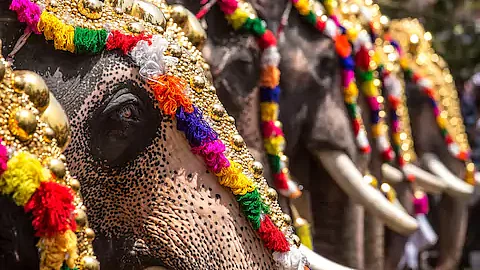 ആന ഏക്കം നിരോധിക്കണമെന്ന് അമിക്യസ് ക്യൂറി റിപ്പോര്ട്ട്; ‘65 വയസ് കഴിഞ്ഞ ആനകളെ എഴുന്നള്ളിപ്പിന് കൊണ്ടു പോകരുത്’