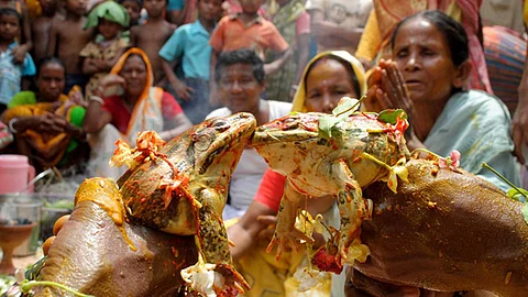 മഴദൈവങ്ങളെ പ്രസാദിപ്പിക്കാന് വിവാഹം; പ്രളയം വന്നപ്പോള് തവളകള്ക്ക് ‘നിര്ബന്ധിത വിവാഹമോചനം’
