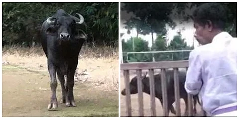 ‘ജല്ലിക്കട്ട്’ പോലെ കൂത്താട്ടുകുളത്ത് കശാപ്പിനെത്തിച്ച പോത്ത് കയറുപൊട്ടിച്ചോടി ; പിന്നാലെ ഫയര്ഫോഴ്സും നാട്ടുകാരും